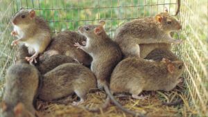 243 Suspected Lassa Fever Cases Recorded in Benue