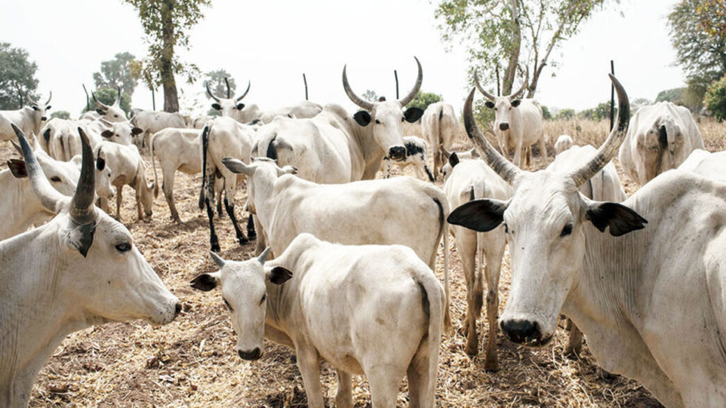 33 Cows Killed, Herder Missing in Adamawa