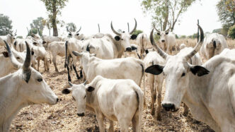33 Cows Killed, Herder Missing in Adamawa