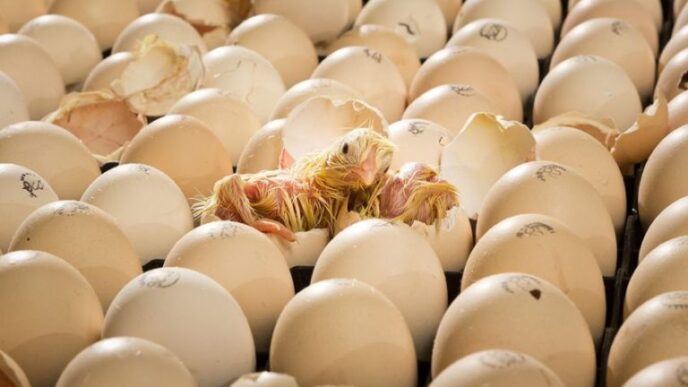 China Exports First Poultry Eggs to Tanzania