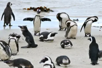 Penguins (News Central TV)