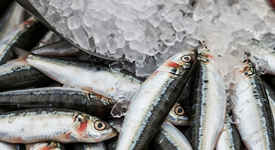 Morocco Bans Frozen Sardine Exports