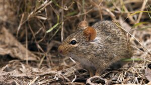 31 Dead from Lassa Fever in Five Weeks- NCDC Reports