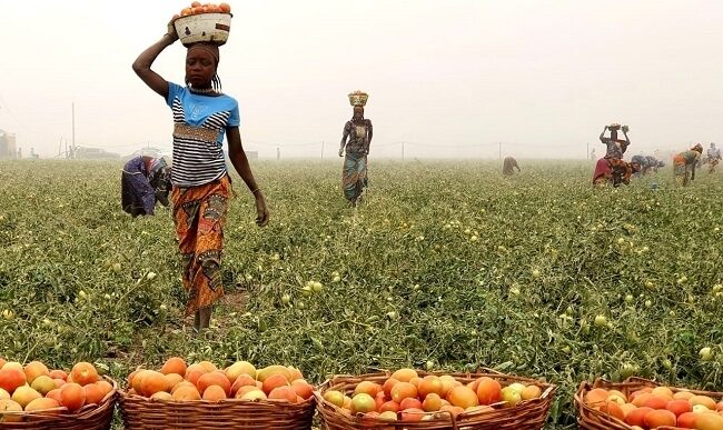Plateau Tomato Farmers Lament Lack of Facilities