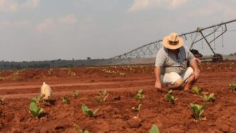Zimbabwe Farmers Appeal to US Over Payouts