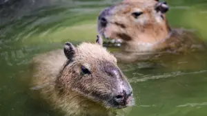 Capybara (News Central TV)