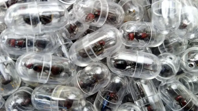Kenya Arrests Chinese Man for Smuggling 2,000 Ants