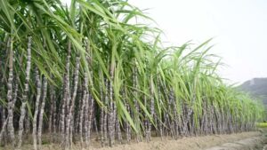 One Dead, Scores Injured in Kenya Farm Dispute (News Central TV)