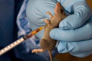 Lassa Fever Kills 75, Infects Five Healthcare Workers