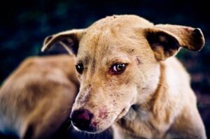 Enugu Government Confirms Rabies Outbreak in Igbo Etiti LGA (News Central TV)