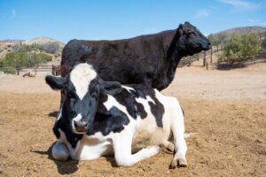 Lagos Consumers Groan Over Beef Prices (News Central TV)