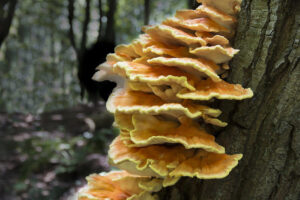 Africa Pushes to Include Fungi in Conservation