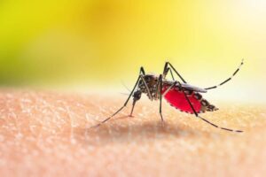 Malaria (News Central TV)