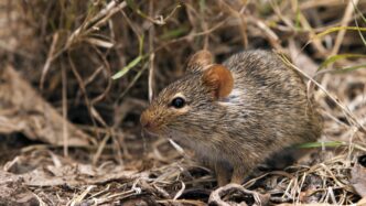 Oyo Confirms Lassa Fever Case at UCH Ibadan