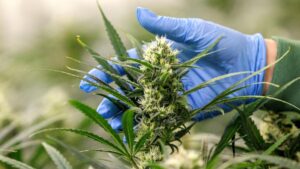 Cannabis Consumption: Rising Use, Regulation, Health ConcernsÂ