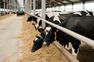 Brazil Livestock Model Inspires Experts at ExpoZebu 2026