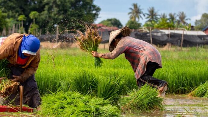 Rice Farmers Say Increased Import Cripples Sector (News Central TV)