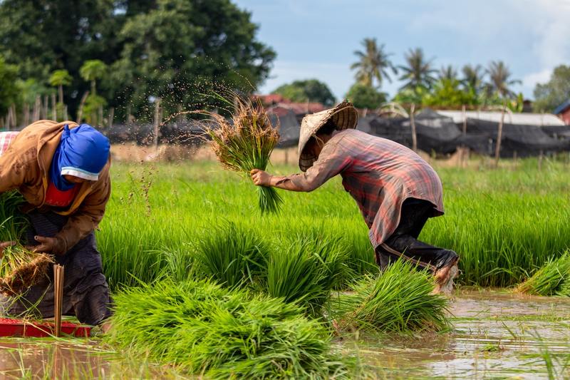 Rice Farmers Say Increased Import Cripples Sector (News Central TV)