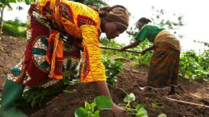 Bauchi Women Farmers Decry Rising Fertiliser Cost (News Central TV)