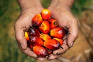 Indonesia Announces Export Controls on Coal, Palm Oil