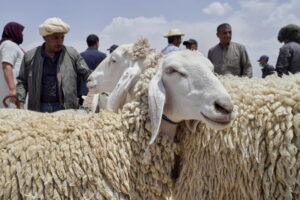 Sheep (News Central TV)
