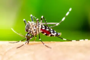 Study Finds Mosquitoes Can Adapt To Repellent (NewsCentral TV)