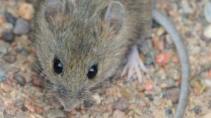 WHO Says Hantavirus Not Global Pandemic (NewsCentral TV)