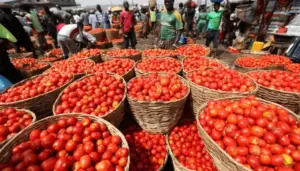 Lagos Warns Residents Against Spoiled Tomato Consumption (NewsCentral TV)