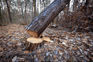 US Fines Nigerian Doctor Nearly $1 Million for Tree Cutting