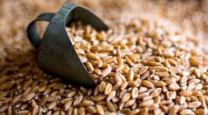 Australia Wheat Output to Fall as Middle East Crisis Raises Costs
