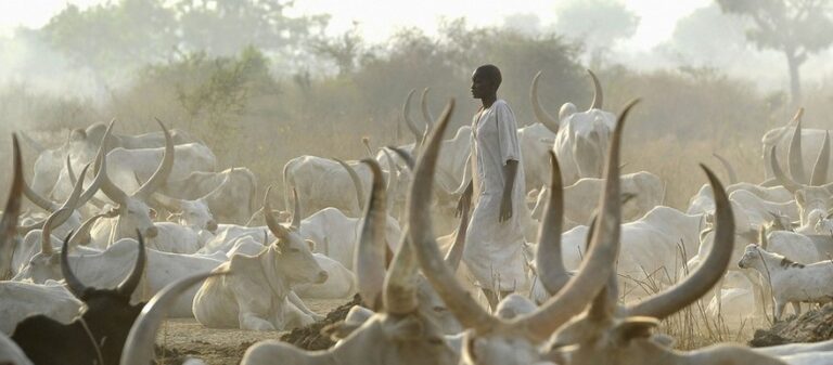 14 Killed in South Sudan Cattle Raid