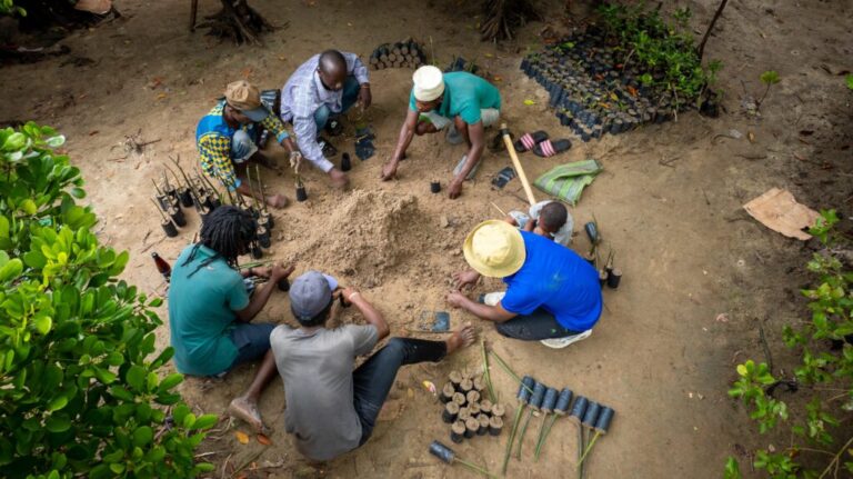 Africa Tightens Grip on Carbon Markets