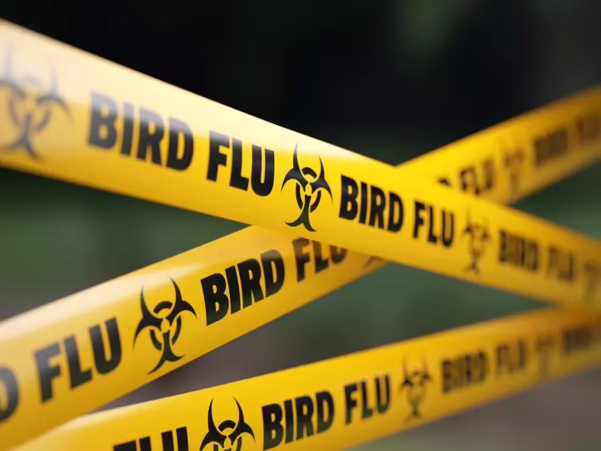 Bird Flu (News Central TV)