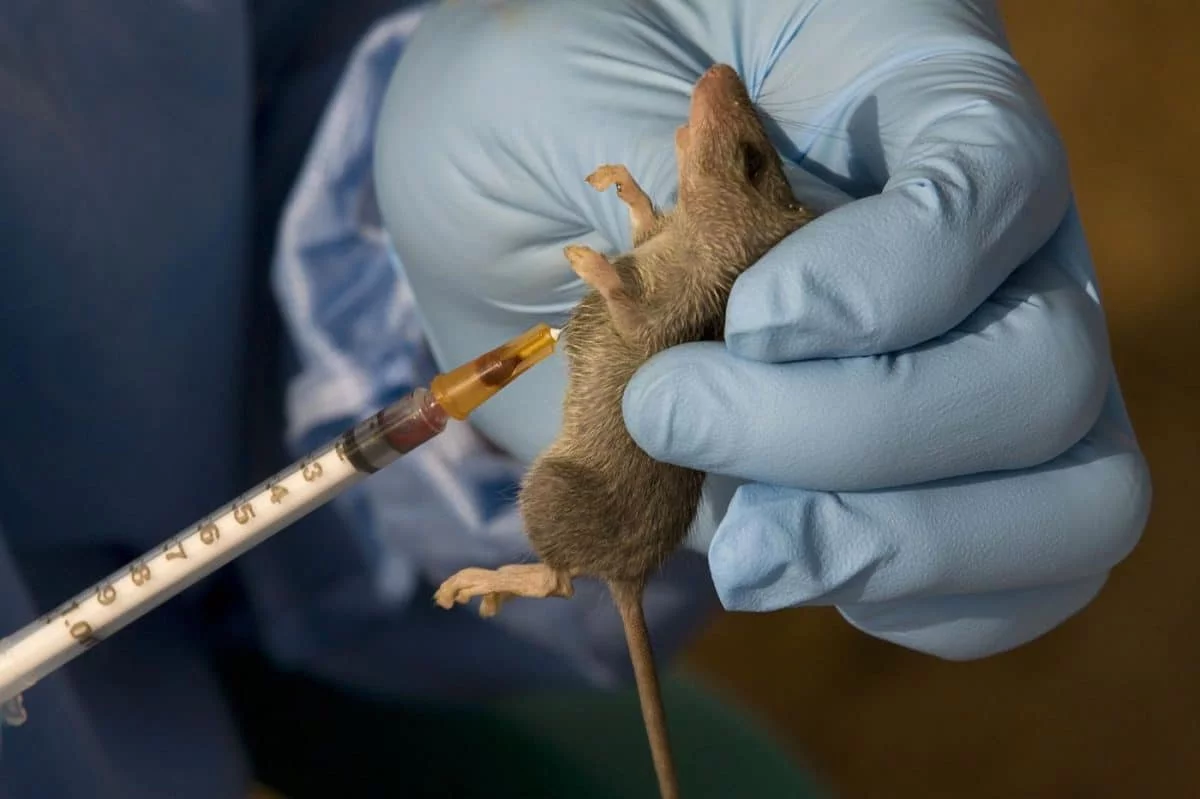 Lassa fever (News Central TV)
